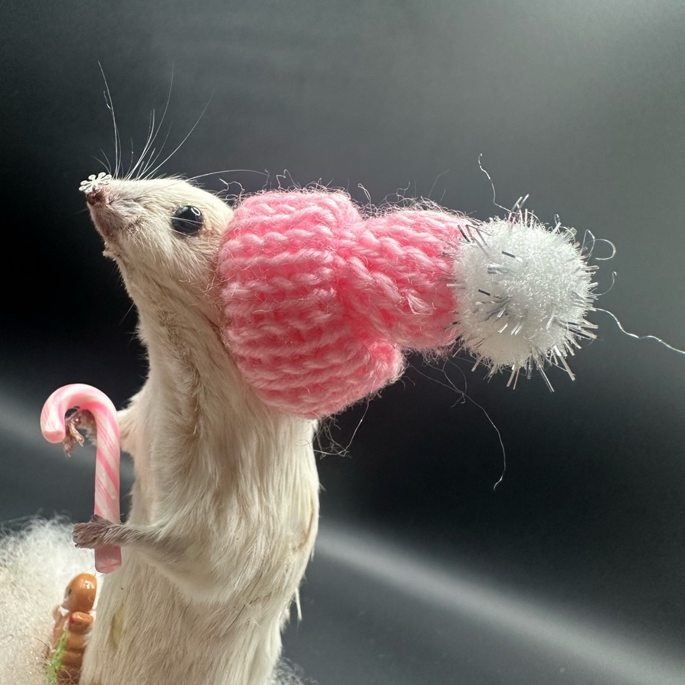 Festive Small Pet Decor with Pink Hat Taxidermy Real OOAK - Picture 4 of 6